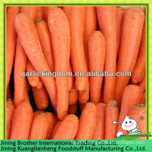 carrot wholesale